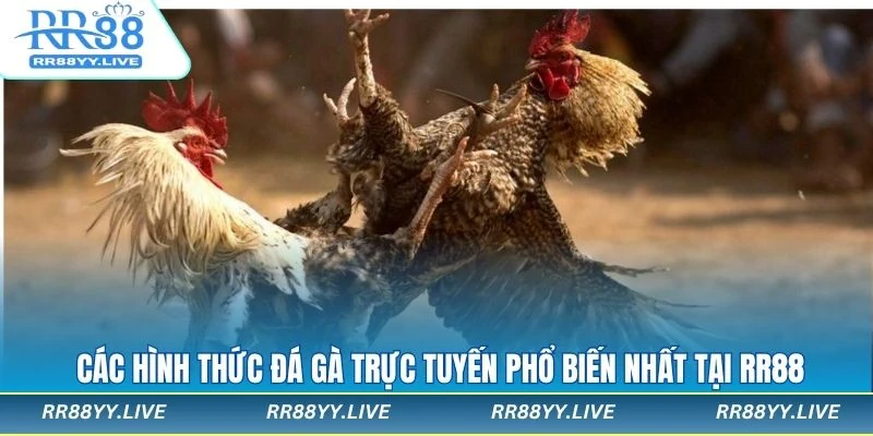 Các hình thức đá gà trực tuyến được yêu thích nhất hiện nay