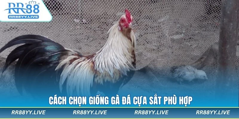 Cách chọn giống gà đá gà cựa sắt đúng