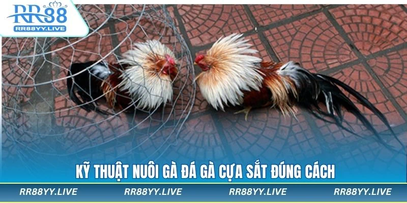 Cách nuôi gà đá gà cựa sắt hiệu quả nhất