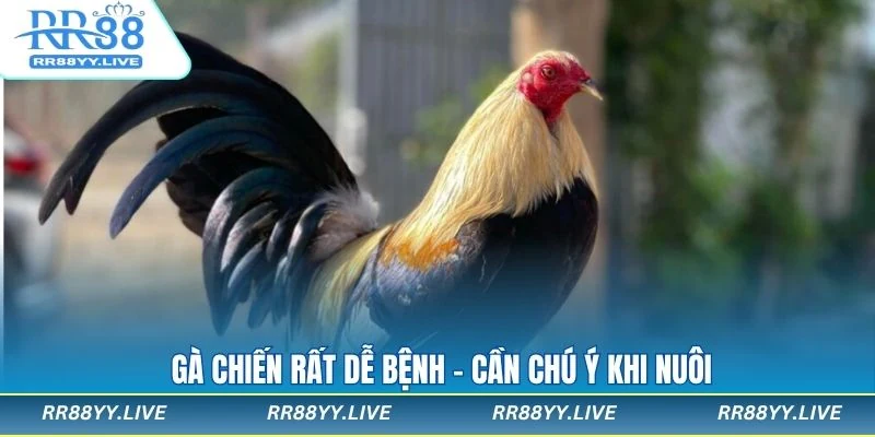 Cách phòng và chữa bệnh cho gà đá gà cựa sắt
