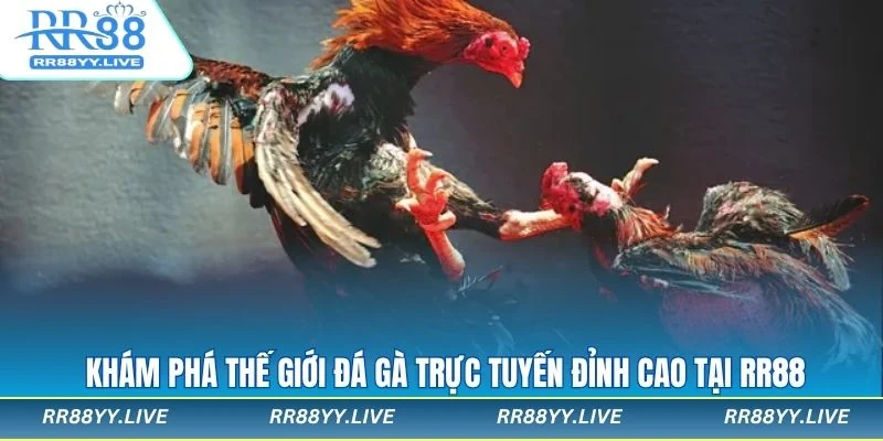 Đá Gà Trực Tuyến