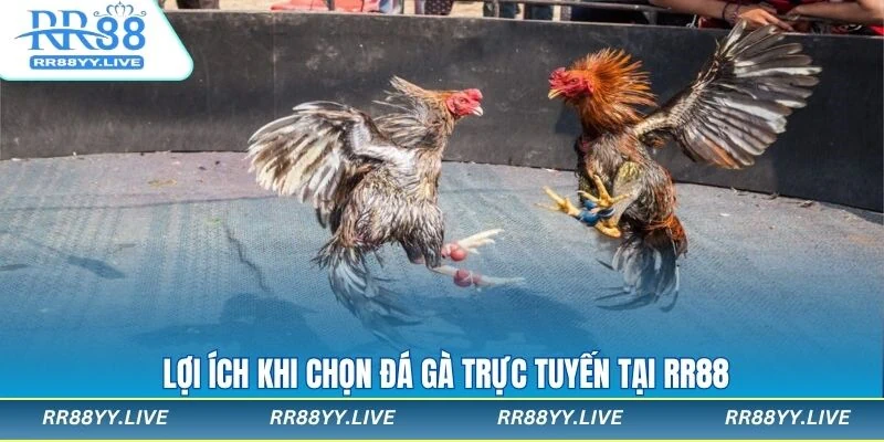 Điểm mạnh của trò đá gà tại RR88
