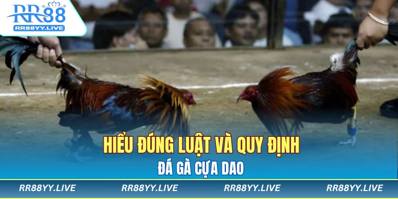 Hiểu đúng luật và quy định đá gà cựa dao