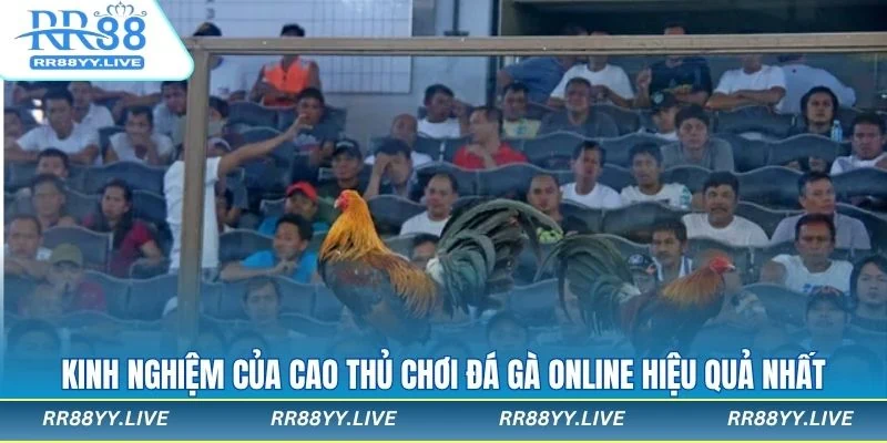 Kinh nghiệm chơi đá gà trực tuyến được cao thủ chia sẻ lại