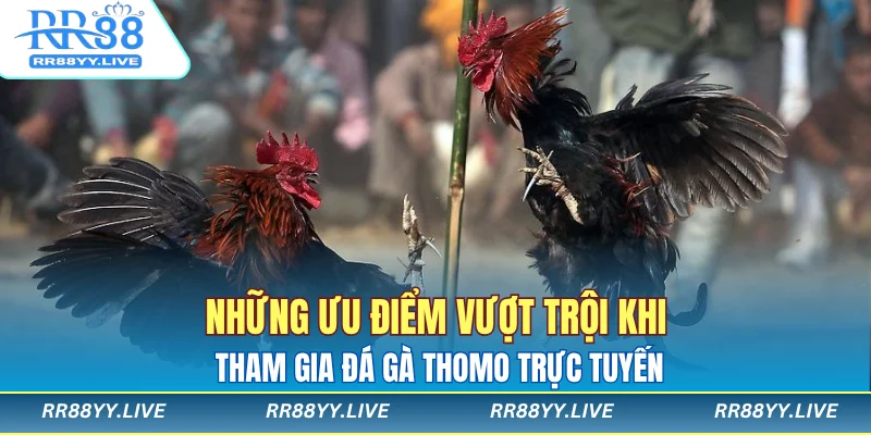 Những ưu điểm vượt trội khi tham gia đá gà Thomo trực tuyến