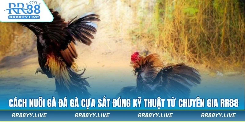 Cách Nuôi Gà Đá Gà Cựa Sắt