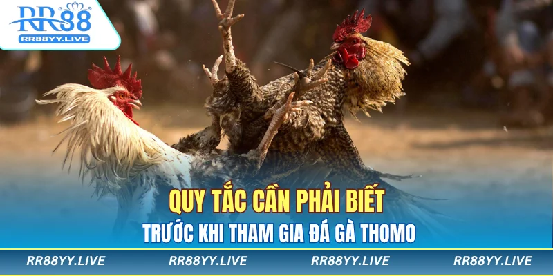 Quy tắc cần phải biết trước khi tham gia đá gà Thomo
