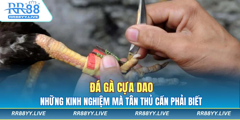 Đá Gà Cựa Dao
