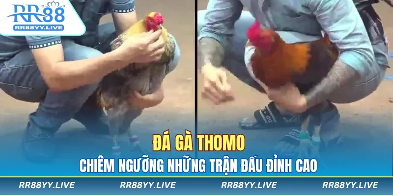 Đá gà Thomo