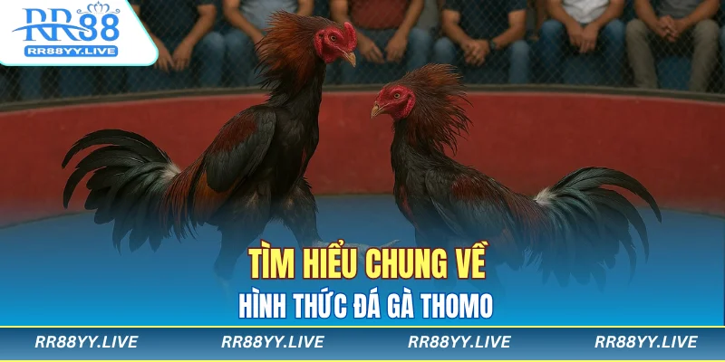 Tìm hiểu chung về hình thức đá gà Thomo